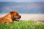 Dogue-de-Bordeaux-Mongrel