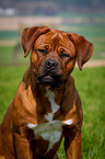 Dogue-de-Bordeaux-Mongrel