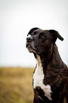 Pitbull-Mongrel Portrait