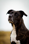 Pitbull-Mongrel Portrait
