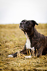 lying Pitbull-Mongrel