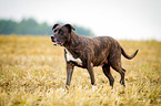 Pitbull-Mongrel
