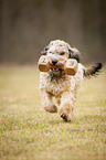 playing mongrel