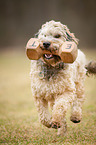 playing mongrel