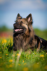 lying Keeshond-Mongrel