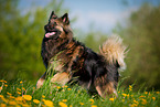running Keeshond-Mongrel