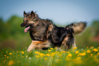 running Keeshond-Mongrel