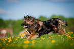 running Keeshond-Mongrel