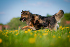 running Keeshond-Mongrel