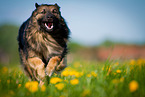 running Keeshond-Mongrel