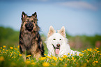 2 dogs