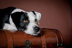 mongrel portrait