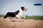 playing mongrel