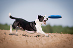 playing mongrel