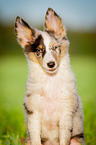 Shetland-Sheepdog-Mongrel Portrait