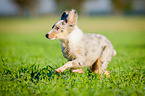 running Shetland-Sheepdog-Mongrel