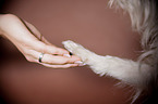 Parson-Russell-Terrier-Mongrel gives paw