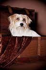 Parson-Russell-Terrier-Mongrel Portrait