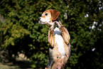 begging Beagle-Mongrel