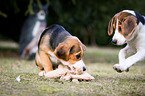 young Beagle-Mongrels