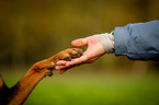 giving paw