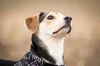 mongrel portrait