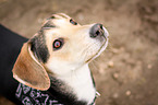 mongrel portrait