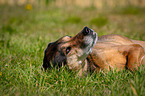 rolling mongrel