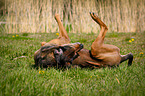 rolling mongrel