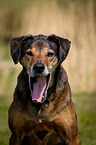 mongrel portrait