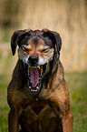 mongrel portrait