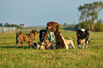 woman and dogs