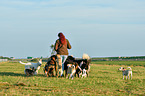 woman and dogs