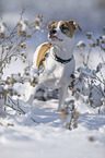 young dog stands in the snow