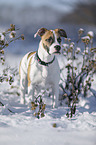 young dog stands in the snow