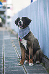 Bernese Mountain Dog Mongrel