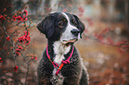 Bernese Mountain Dog Mongrel