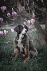 Bernese Mountain Dog Mongrel