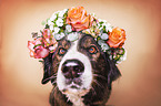 Bernese Mountain Dog Mongrel