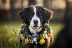 Bernese Mountain Dog Mongrel