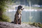 Bernese Mountain Dog Mongrel