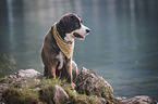 Bernese Mountain Dog Mongrel