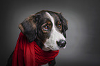 Bernese Mountain Dog Mongrel