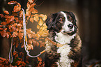 Bernese Mountain Dog Mongrel
