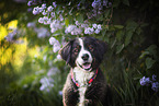 Bernese Mountain Dog Mongrel