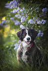 Bernese Mountain Dog Mongrel