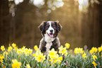 Bernese Mountain Dog Mongrel