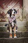 Bernese Mountain Dog Mongrel