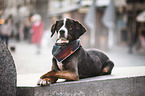 Bernese Mountain Dog Mongrel