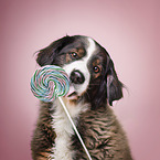 Bernese Mountain Dog Mongrel